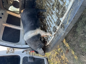 Vier Bazna x duroc sau schimb cu scrofiță duroc - imagine 3