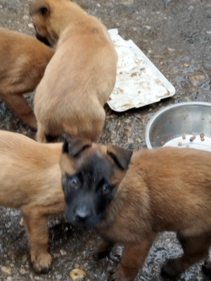 Ciobanesc belgian  - imagine 2