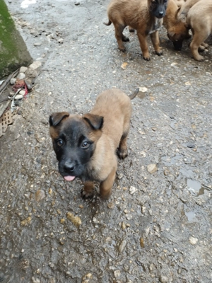 Ciobanesc belgian  - imagine 3