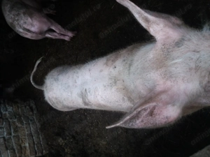 Porci 80 90 kg...