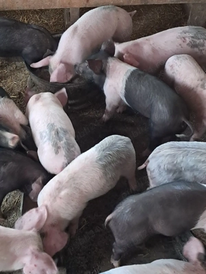 purcei 8, 9 saptamani