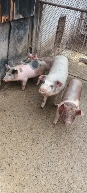 vând șoldani  - imagine 3