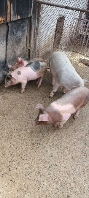 vând șoldani  - imagine 4