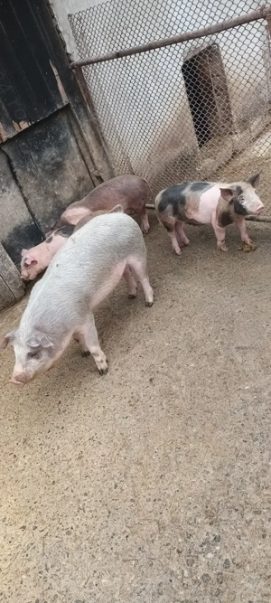 vând șoldani  - imagine 5