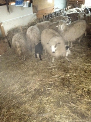 Vind urgent oiii tinere  - imagine 3