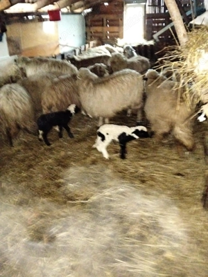 Vind urgent oiii tinere 