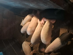 Vand purcei in beltiug 