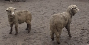 Vand 2 berbecuti merinos - imagine 2