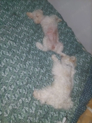 Catei mix Bichon Shitzu - imagine 2