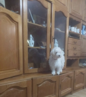 Catei mix Bichon Shitzu - imagine 5