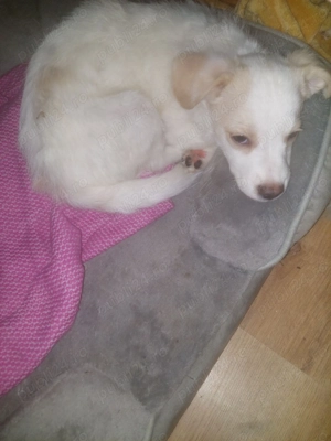 Catei mix Bichon Shitzu - imagine 4