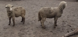 Vand 2 berbecuti merinos