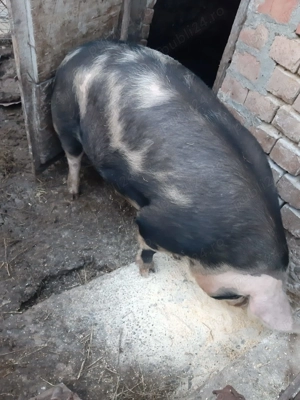 Vând porc de un an ,rasa pietraine crescut natural.