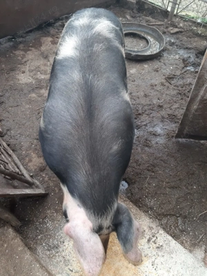 Vând porc de un an ,rasa pietraine crescut natural. - imagine 3