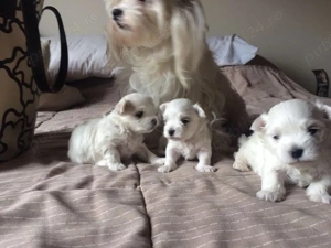 Puiuti Bichoni Havanese talie mica