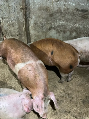 Porci 80-200 kg  - imagine 2