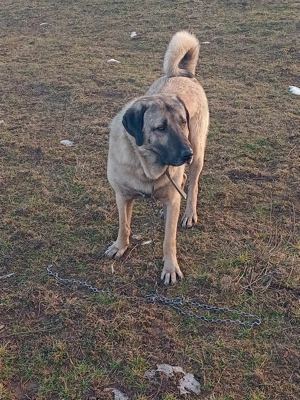 Kangali vând s-au schimb. - imagine 2