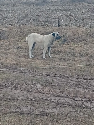 Kangali vând s-au schimb. - imagine 3