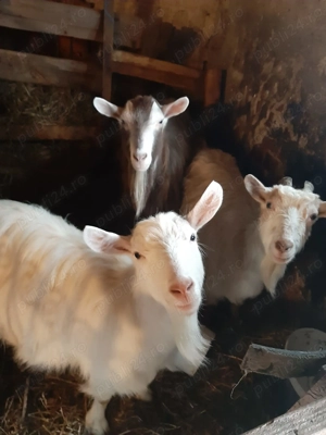 Vând trei căprițe gestante .