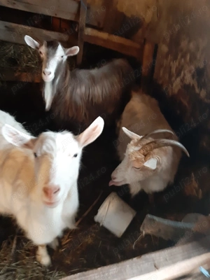 Vând trei căprițe gestante . - imagine 3