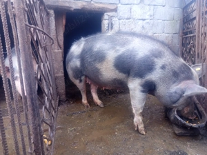 Scroafa  gestantă 3 luni - imagine 3