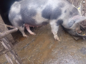 Scroafa  gestantă 3 luni - imagine 2