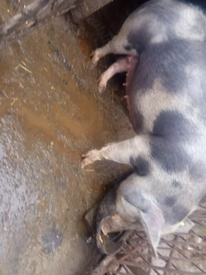 Scrofiță gestantă 3 luni