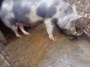 Scroafa  gestantă 3 luni