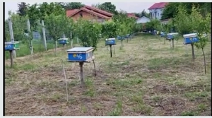 Roi de Albine 2026 - imagine 3