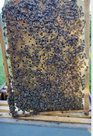 Roi de Albine 2026 - imagine 4