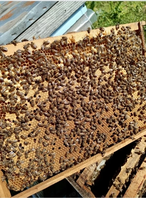 Roi de Albine 2026 - imagine 2