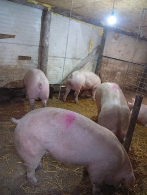 porci prahova - imagine 2