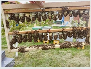 Mătci Carpatine 2026 - imagine 2