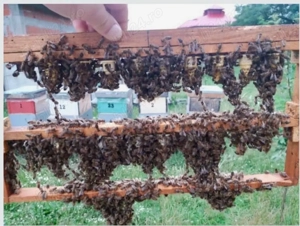 Mătci Carpatine 2026 - imagine 3