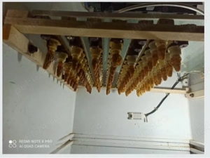 Mătci Carpatine 2026