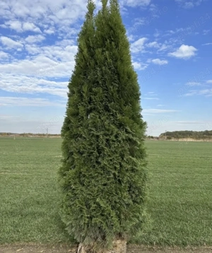 Vand 6 buc. Tuia Smaragd