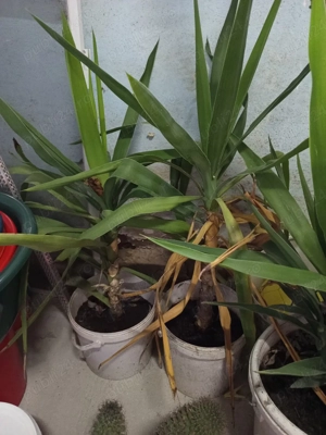 Yuca planta ornamentală  - imagine 3