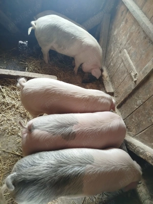 Vând șoldani, greutate intre 60 și 70 kg