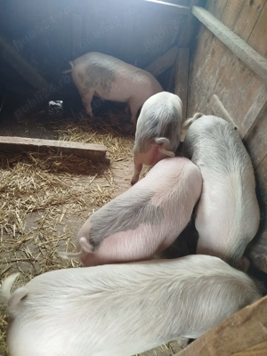 Vând șoldani, greutate intre 60 și 70 kg - imagine 3