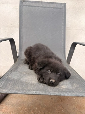 Ciobănesc German Sur Lupii   - imagine 4