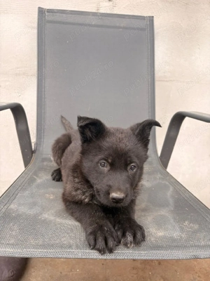 Ciobanesc German Sur Lupii 