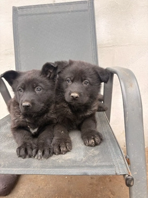 Ciobănesc German Sur Lupii   - imagine 3