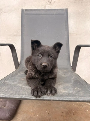 Ciobănesc German Sur Lupii