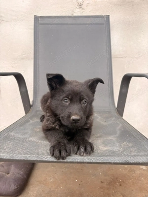 Ciobănesc German Sur Lupii