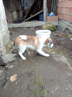 Cățelușă Foxterrier