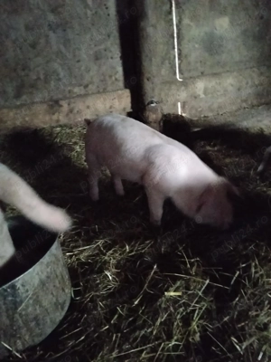 Purcei marele alb  - imagine 3