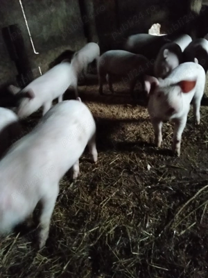 Purcei marele alb  - imagine 2