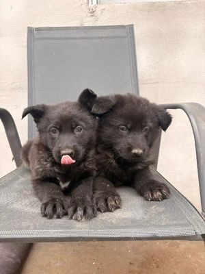 Ciobănesc German Sur Lupii  - imagine 3