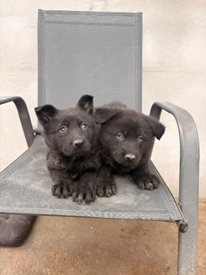 Ciobănesc German Sur Lupii  - imagine 4