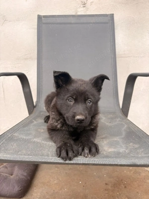 Ciobănesc German Sur Lupii  - imagine 2